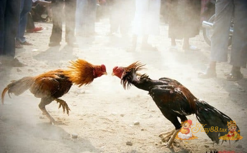 Trang chủ 82 Đá gà Hay88 đem lại cảm giác hồi hộp, kịch tính